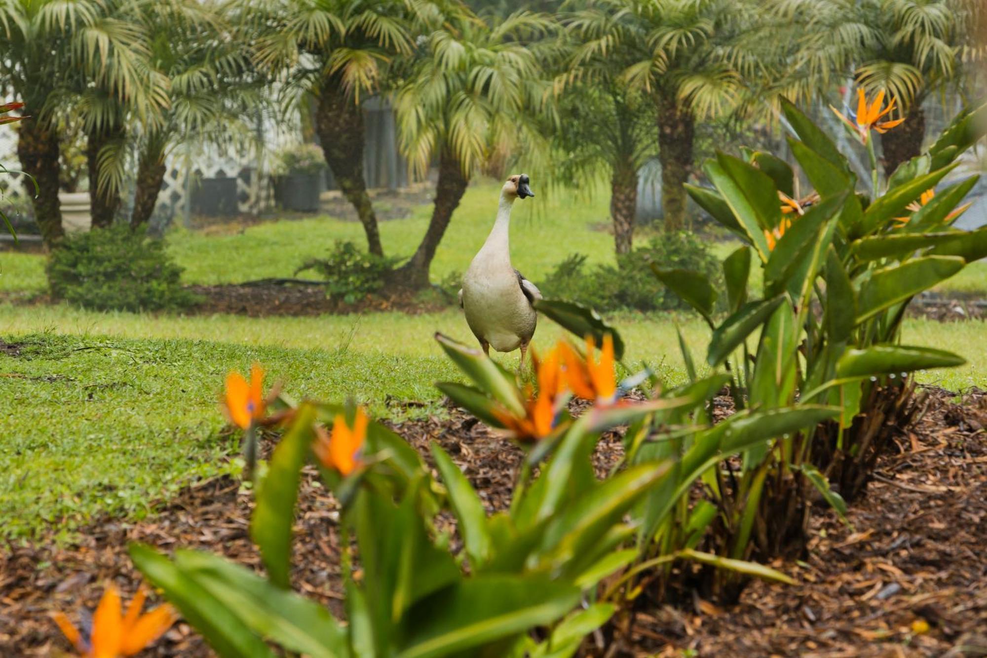 Aloha Junction Bed And Breakfast -Minutes Away From Hawaii Volcanoes National Park Buitenkant foto