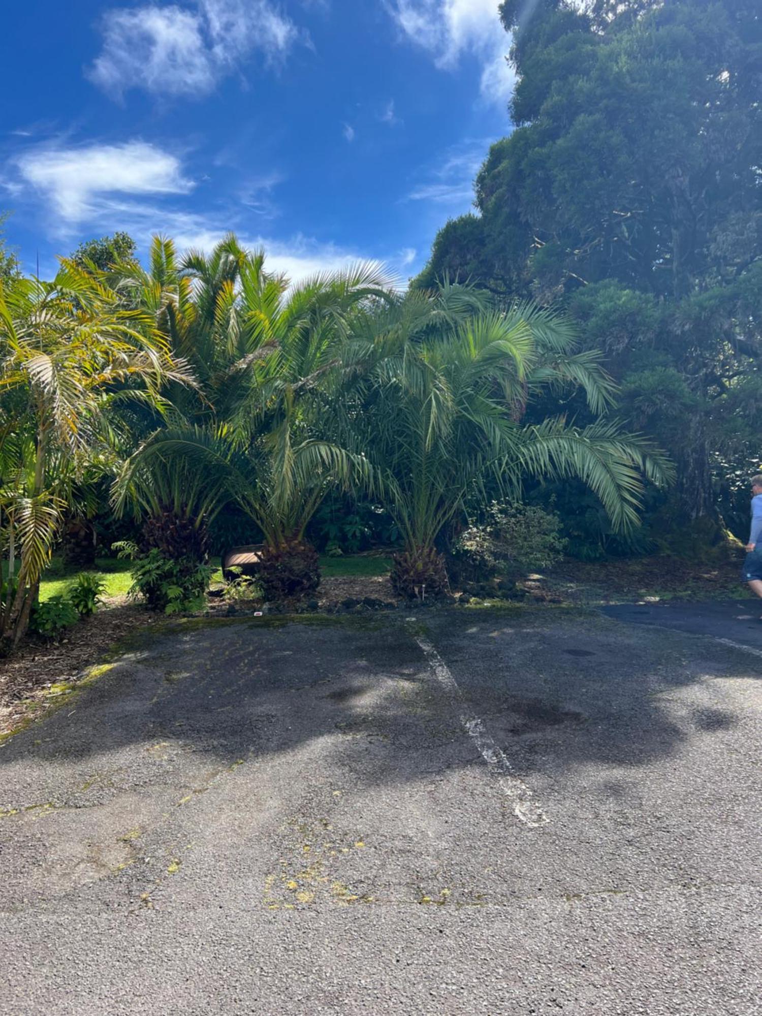 Aloha Junction Bed And Breakfast -Minutes Away From Hawaii Volcanoes National Park Buitenkant foto
